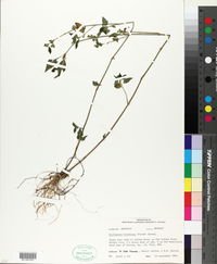 Image of Dicliptera unguiculata