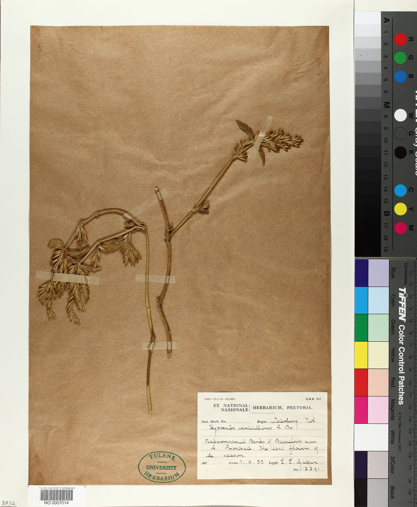 Hypoestes image