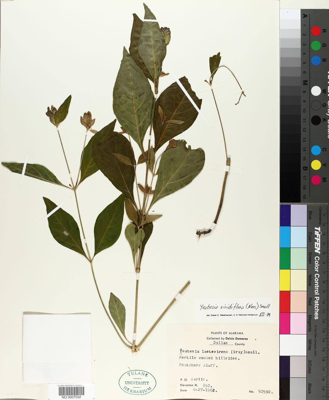 Yeatesia laetevirens image
