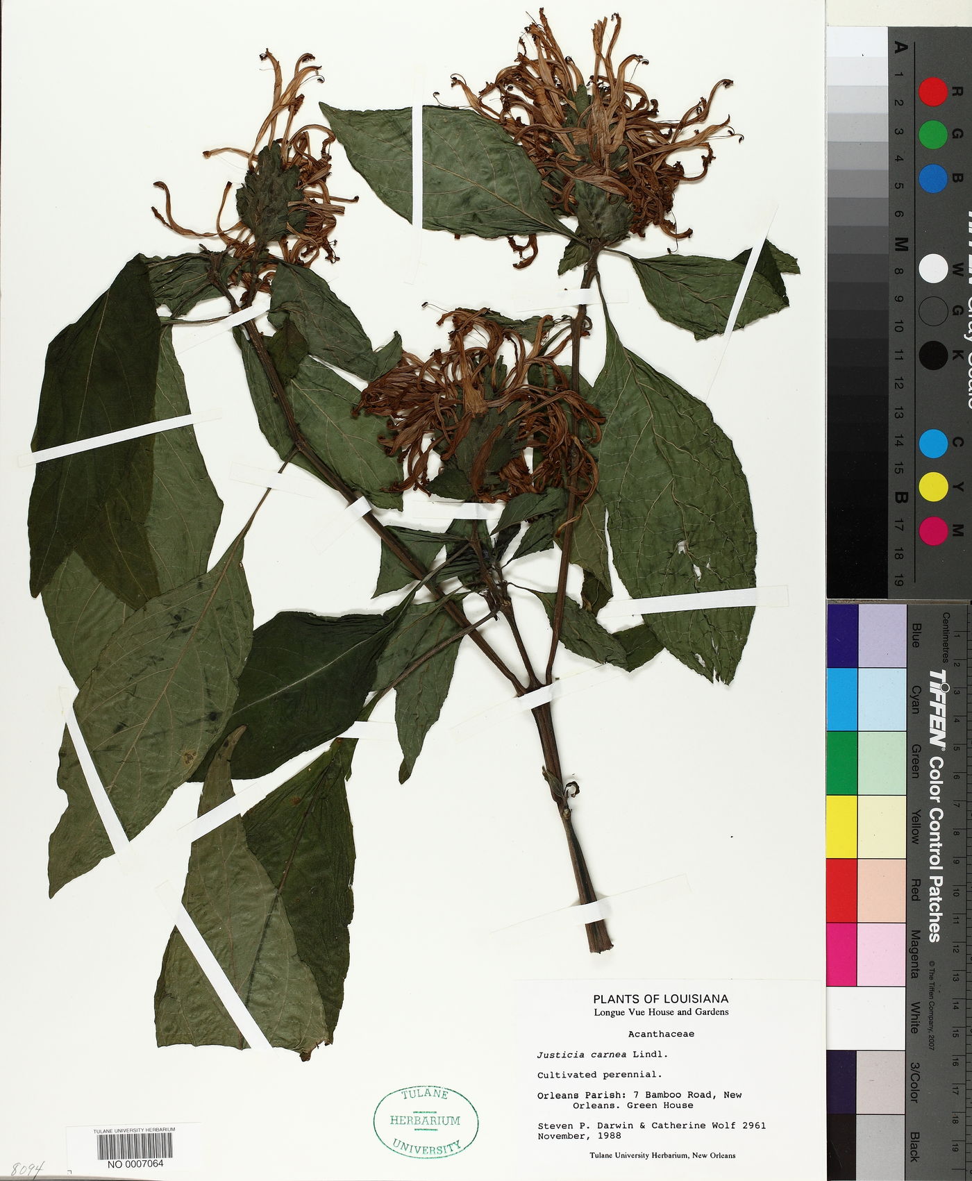 Justicia carnea image