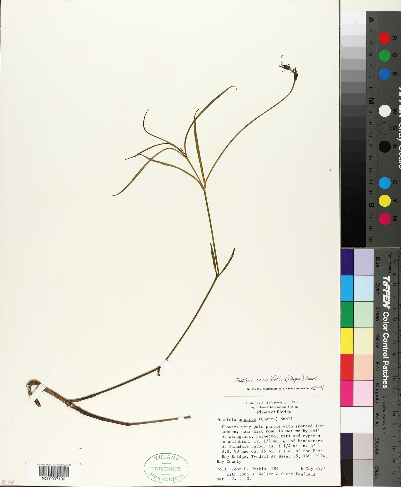 Justicia crassifolia image