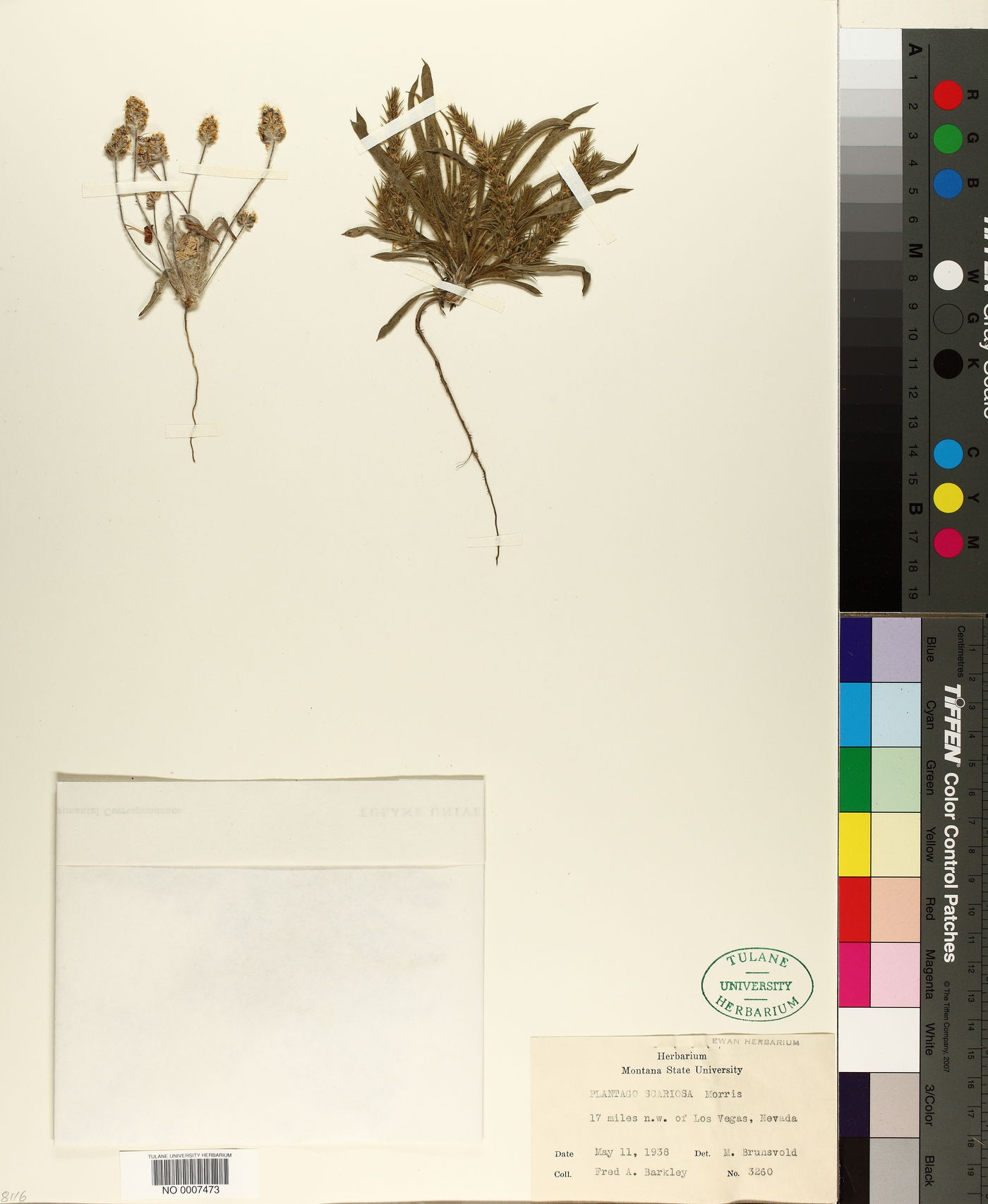 Plantago ovata subsp. insularis image