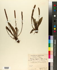 Plantago australis image