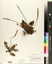 Image of Plantago australis