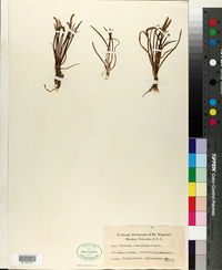 Image of Plantago tenuiflora