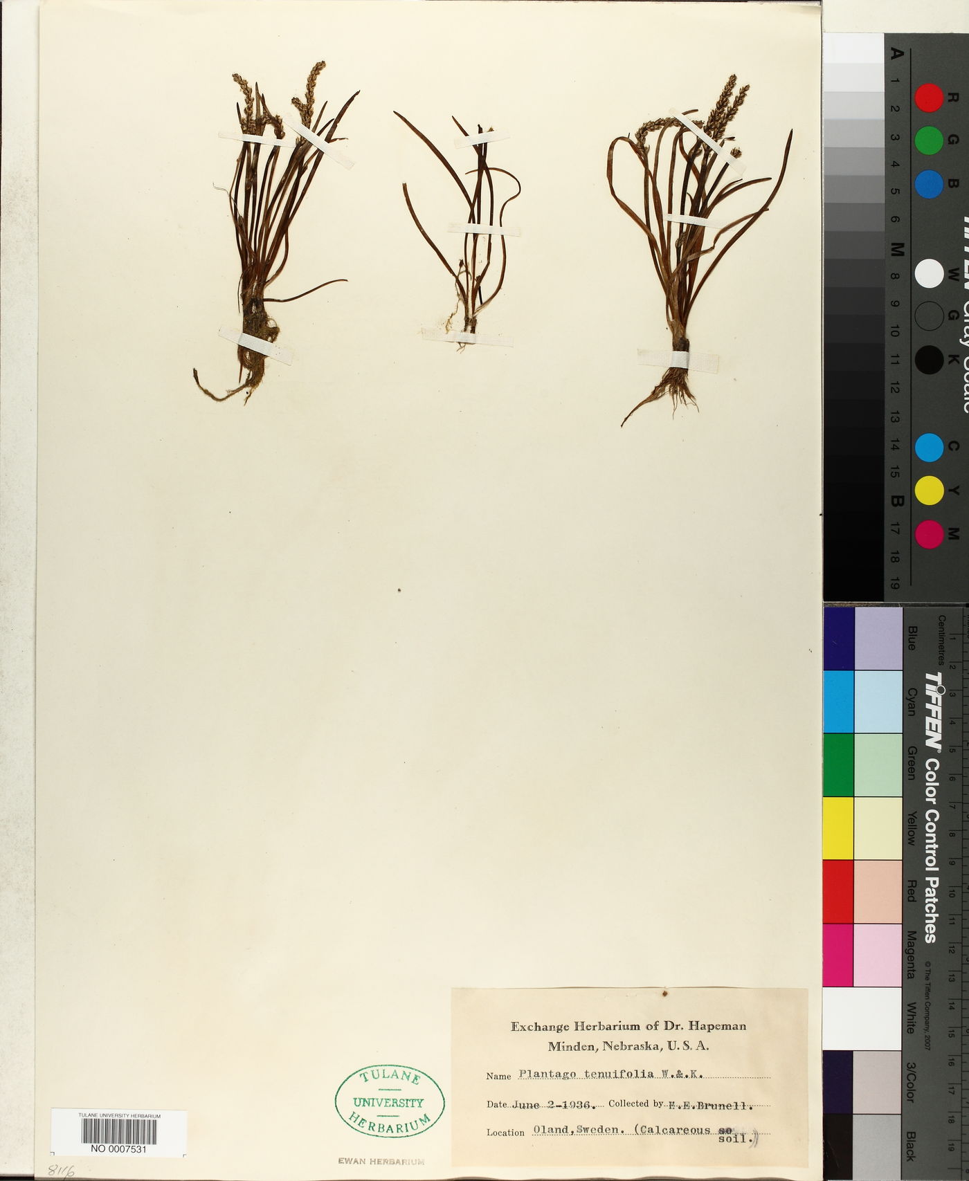 Plantago tenuiflora image
