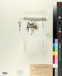 Plantago tenuiflora image