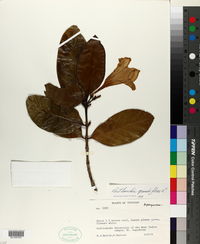 Portlandia grandiflora image