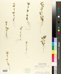 Oldenlandia fasciculata image