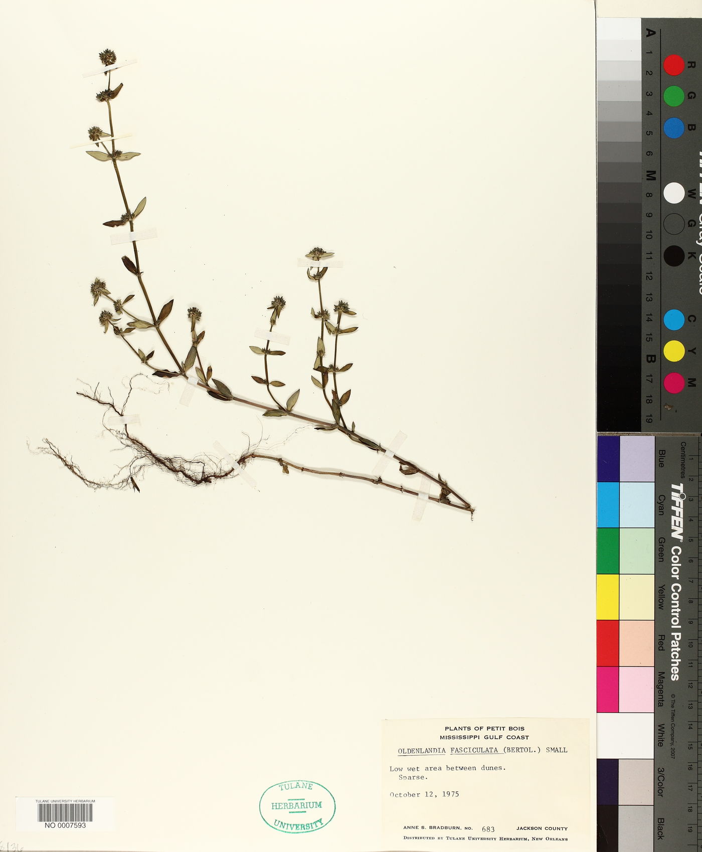 Oldenlandia fasciculata image