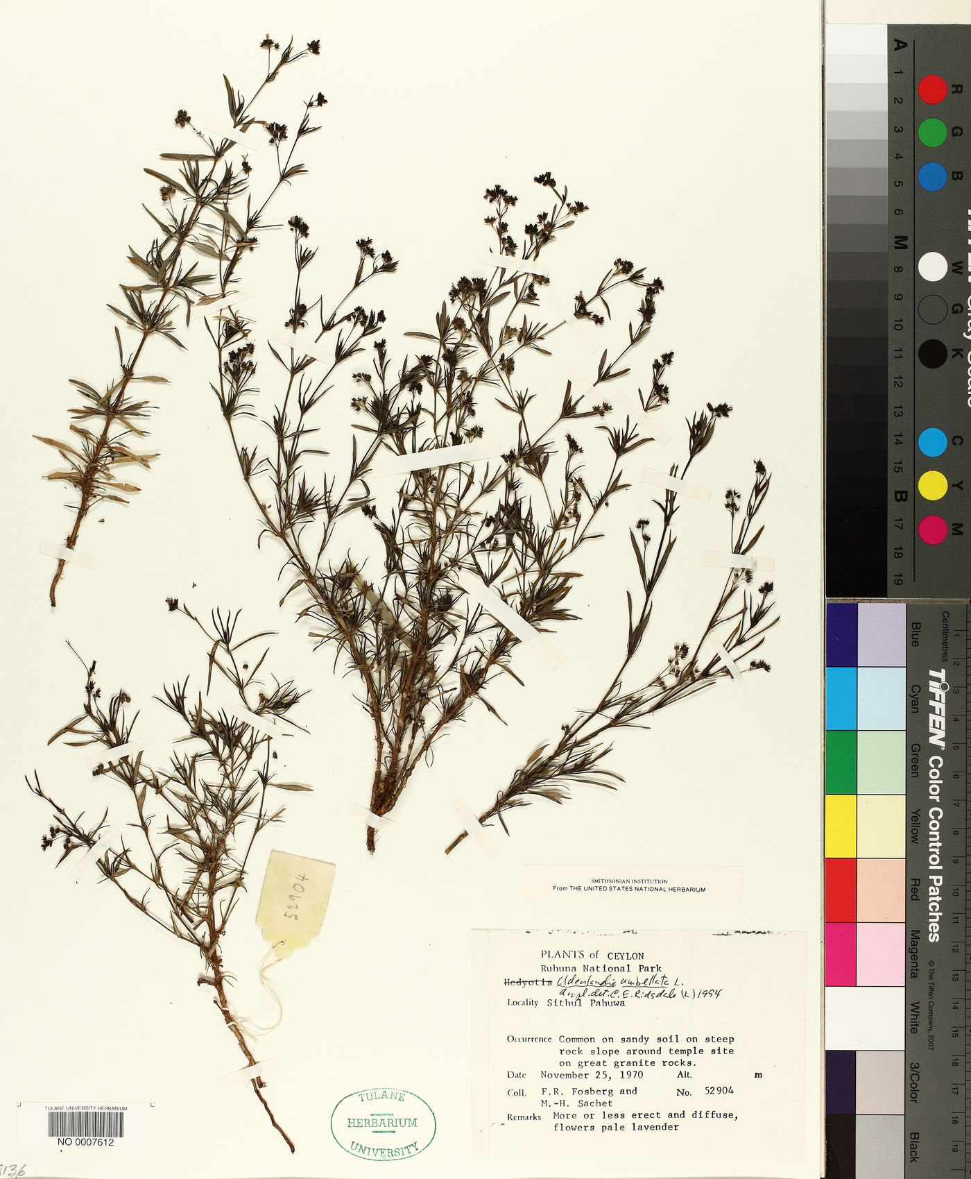 Oldenlandia umbellata image