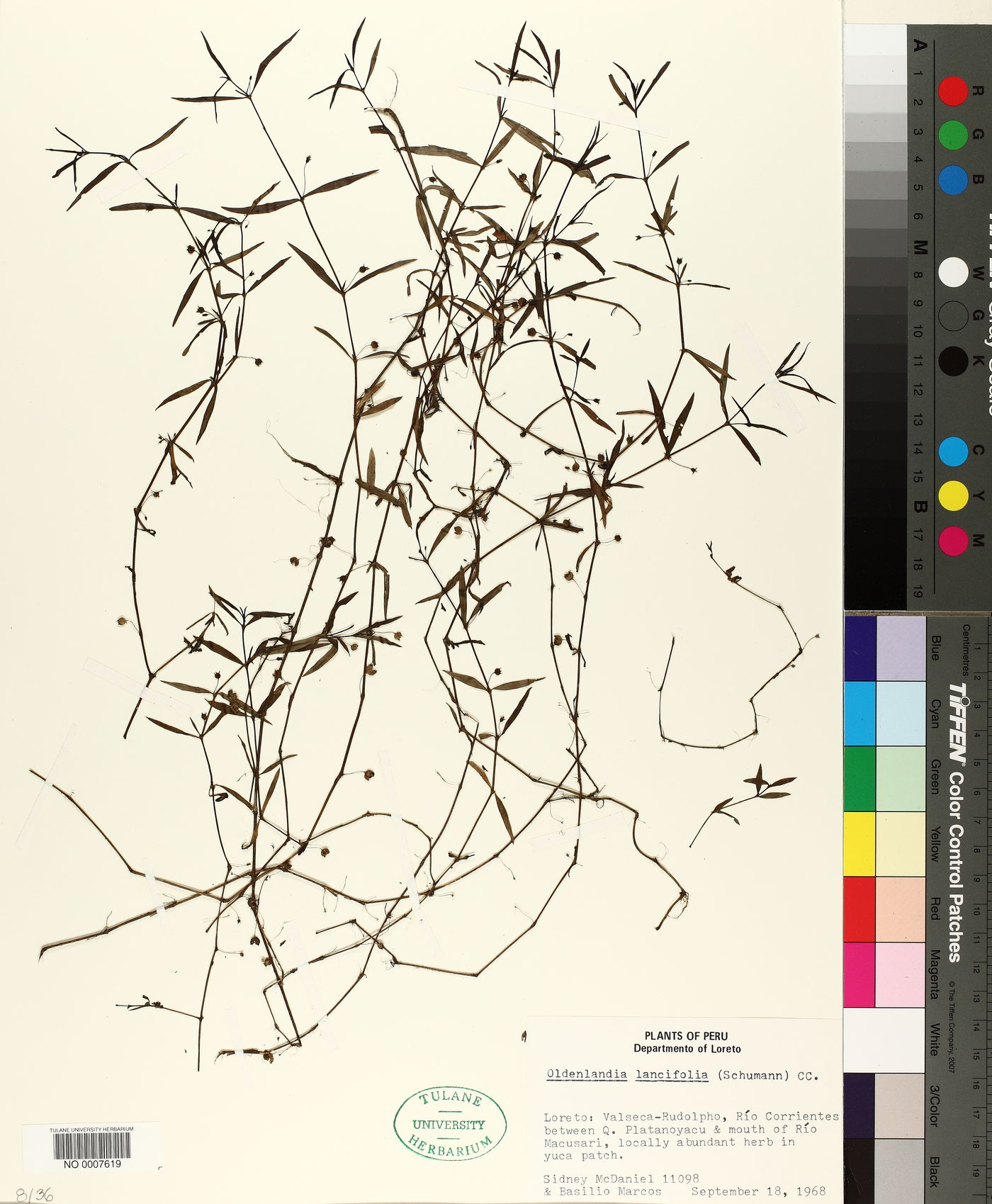 Oldenlandia lancifolia image