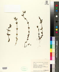 Oldenlandia corymbosa image