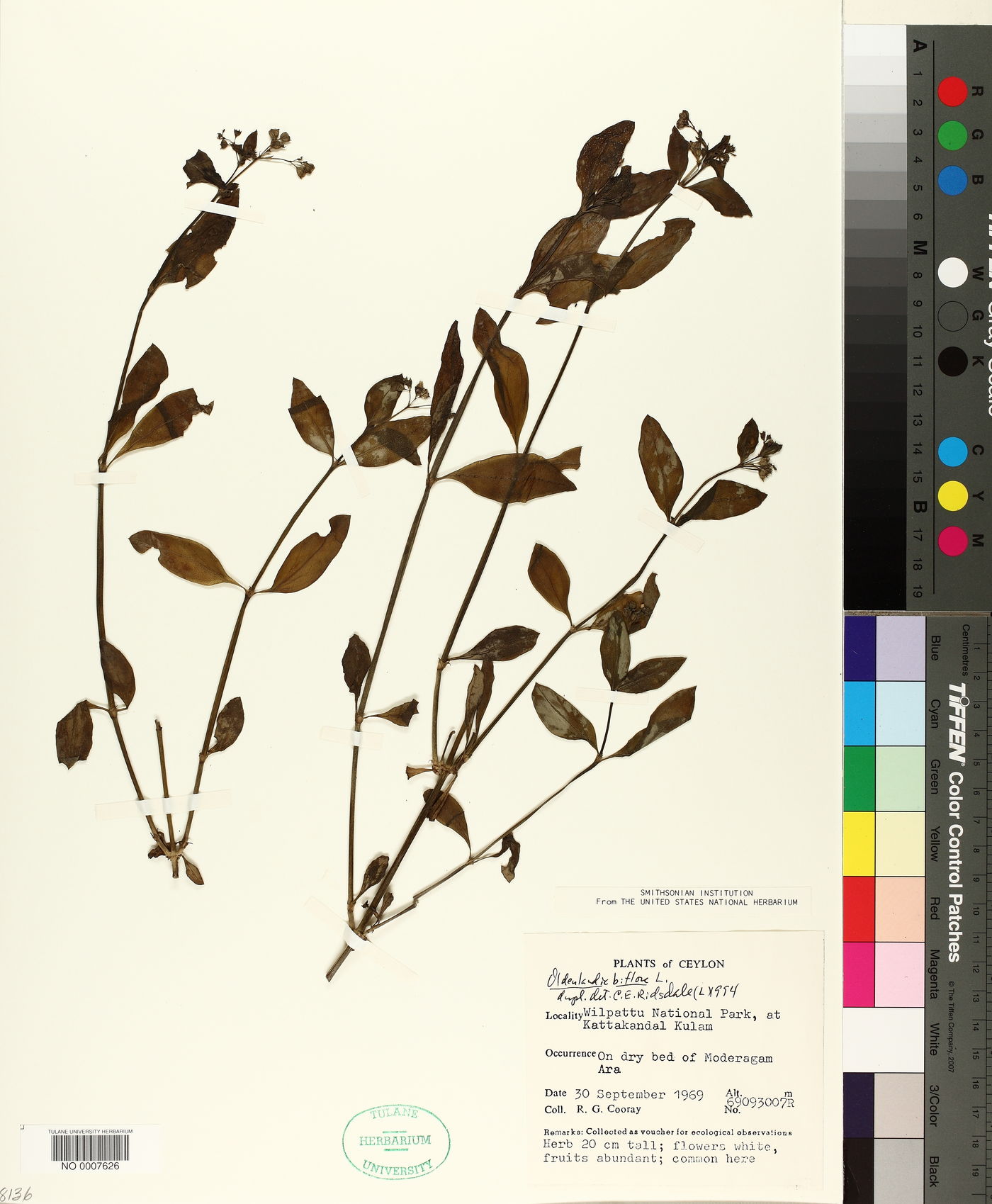 Oldenlandia biflora image