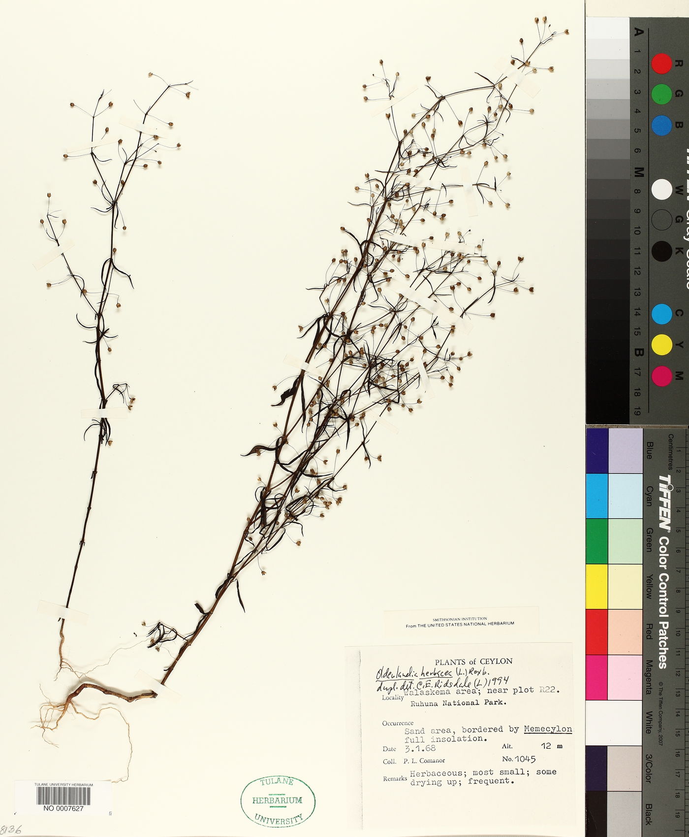 Oldenlandia herbacea image