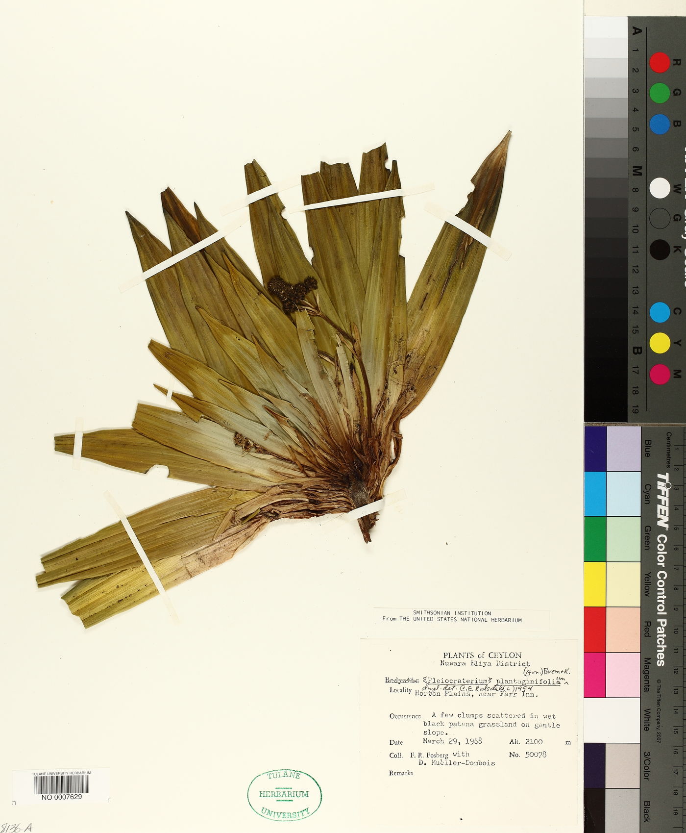 Hedyotis plantaginifolia image
