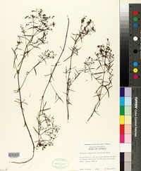 Hedyotis longifolia image