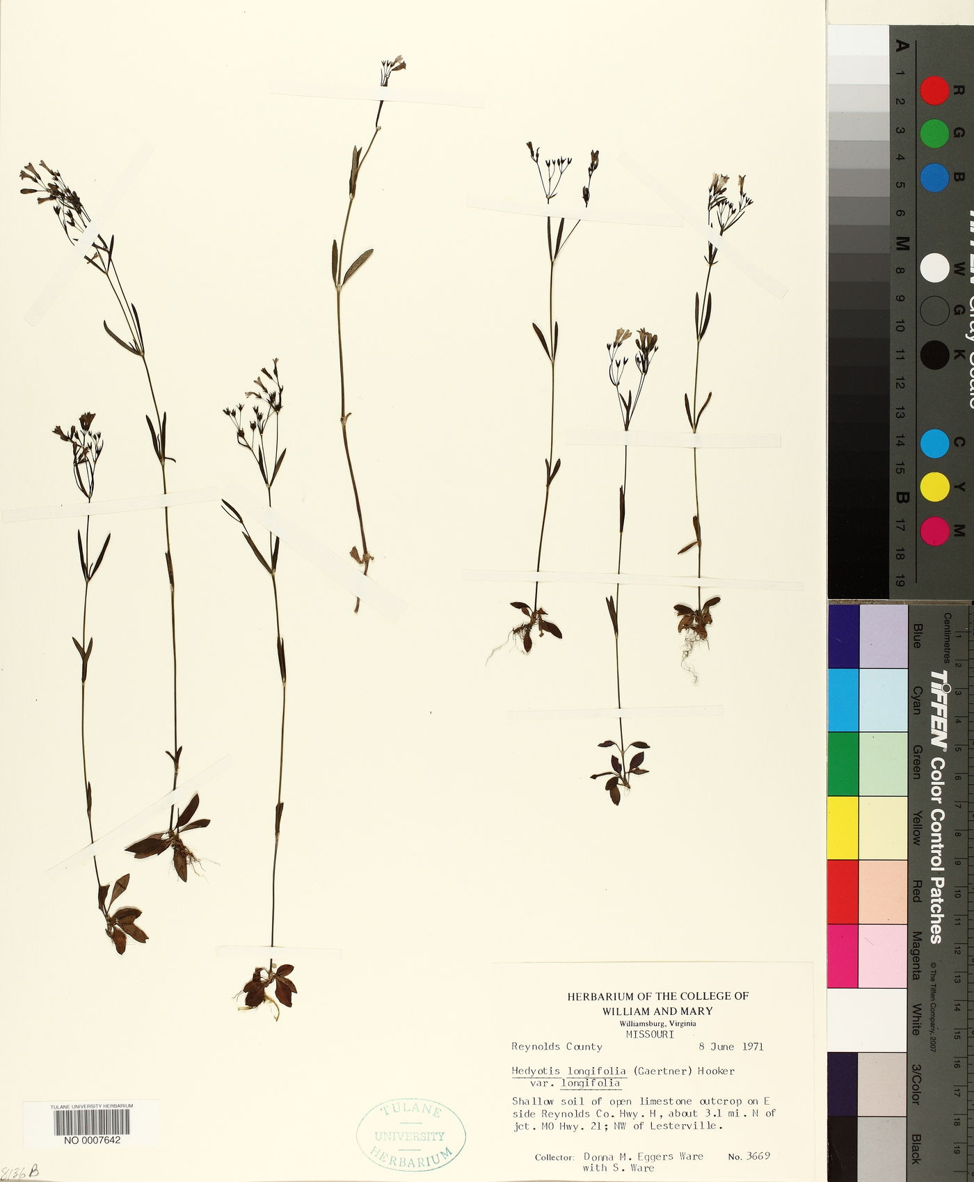 Hedyotis longifolia image