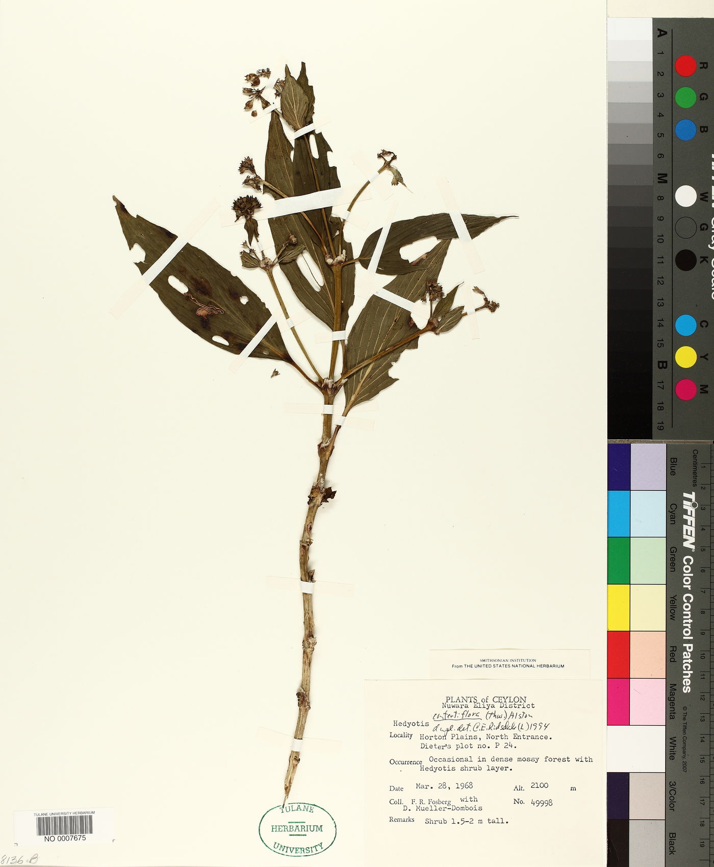 Hedyotis lessertiana image