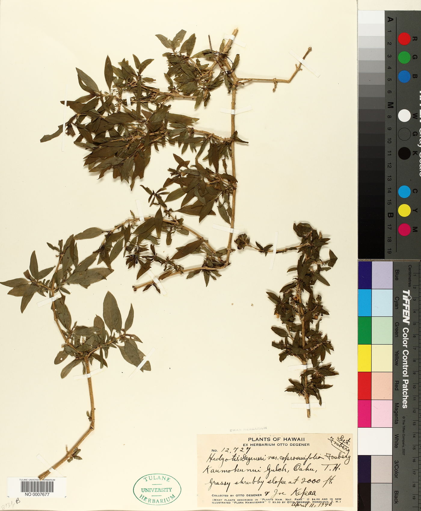 Hedyotis degeneri var. coprosmifolia image