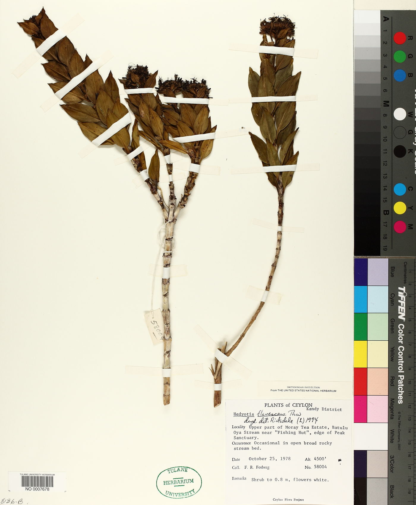 Hedyotis flavescens image