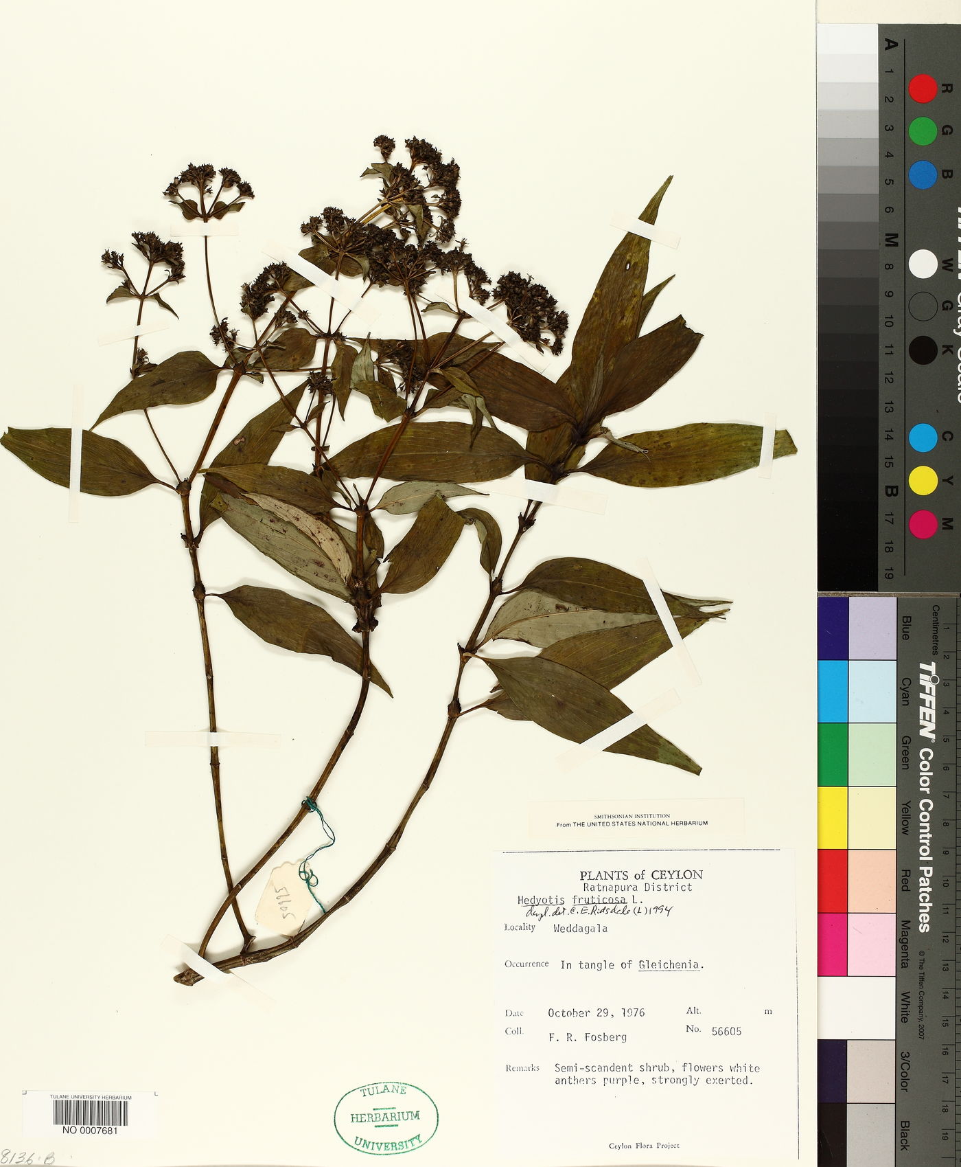 Hedyotis fruticosa image