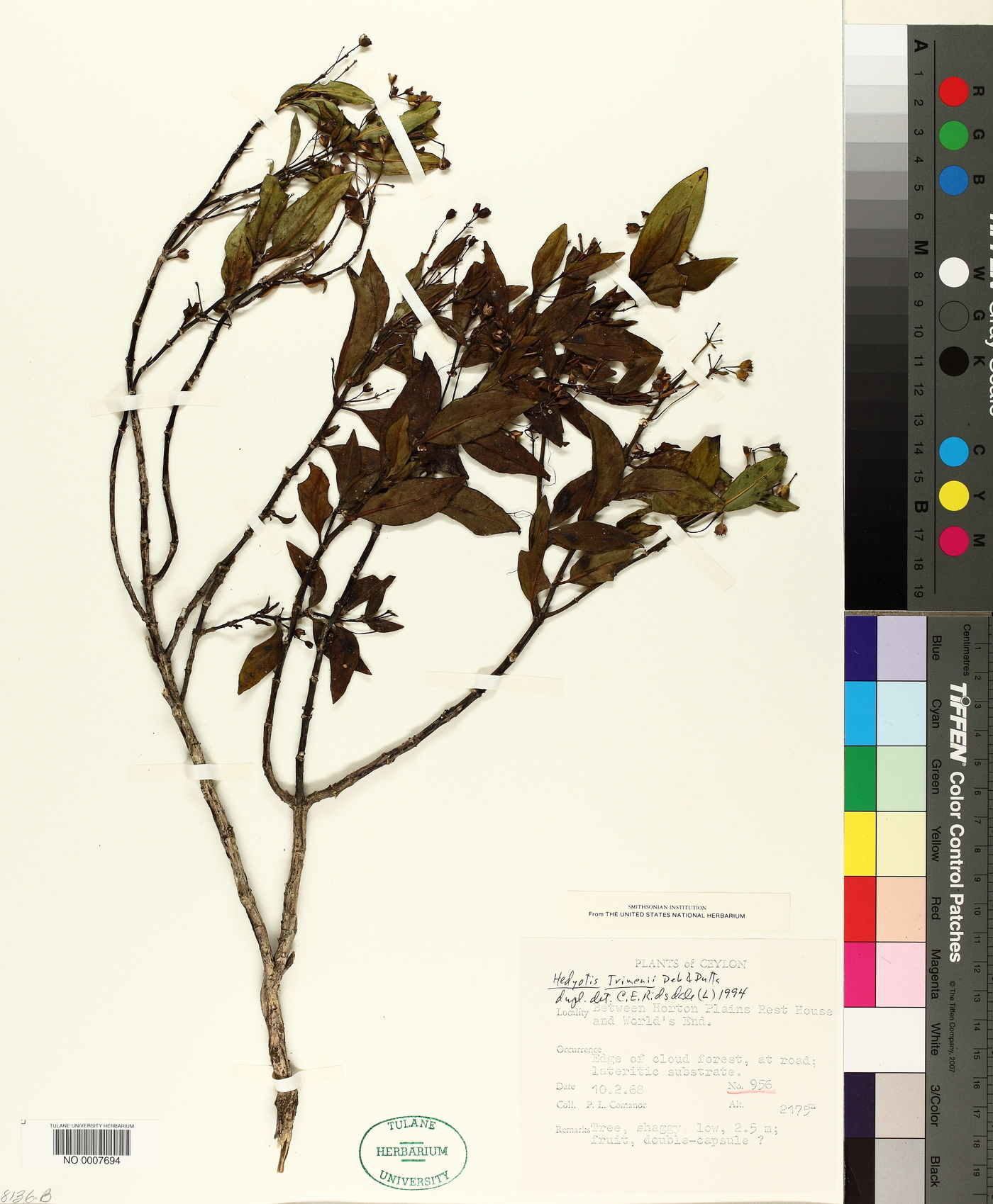 Hedyotis trimenii image