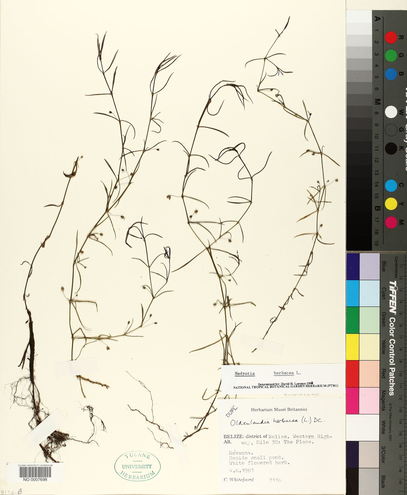 Oldenlandia lancifolia image