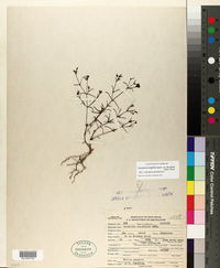 Houstonia longifolia var. tenuifolia image