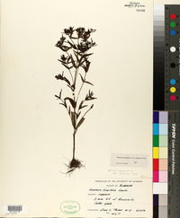 Houstonia purpurea image
