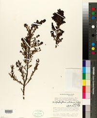 Image of Arcytophyllum nitidum