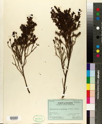 Image of Arcytophyllum capitatum