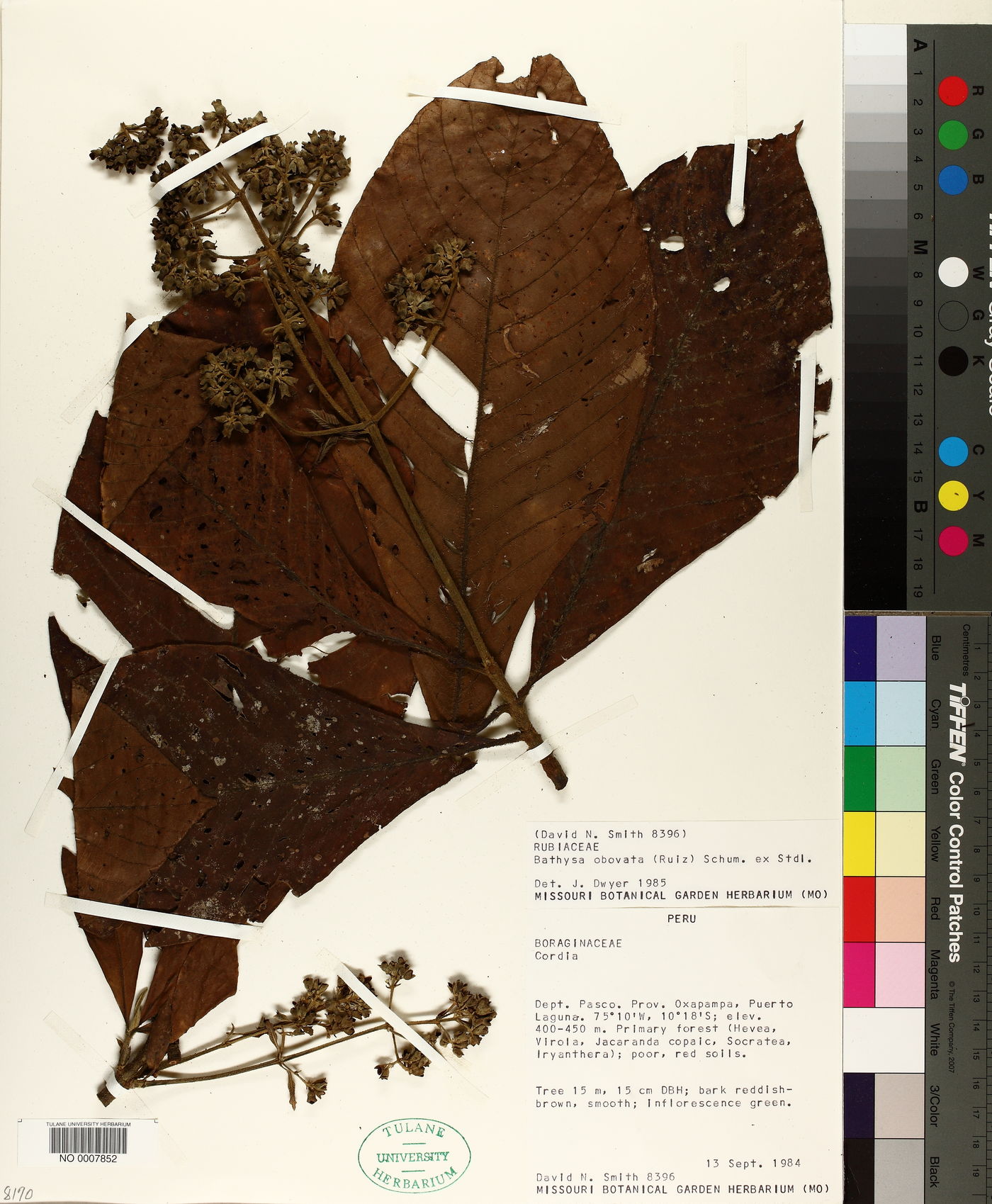 Schizocalyx peruvianus image