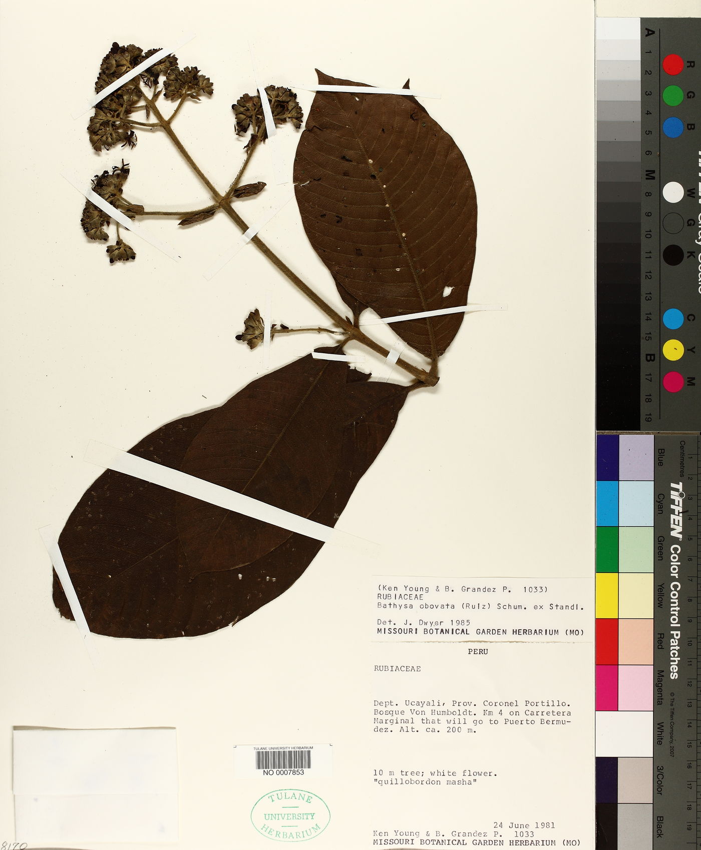 Schizocalyx peruvianus image