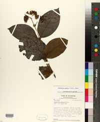 Rondeletia amoena image