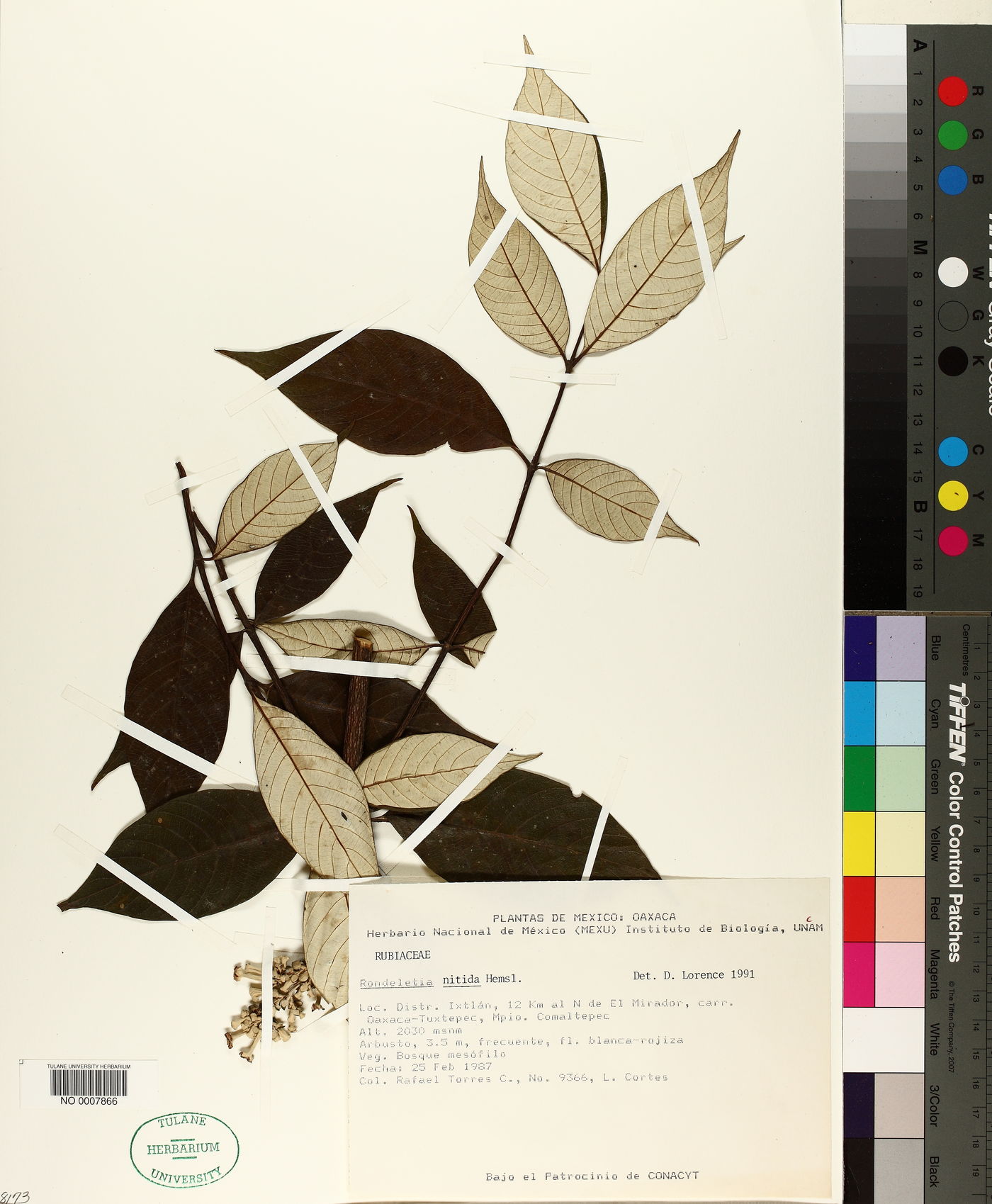 Rondeletia nitida image