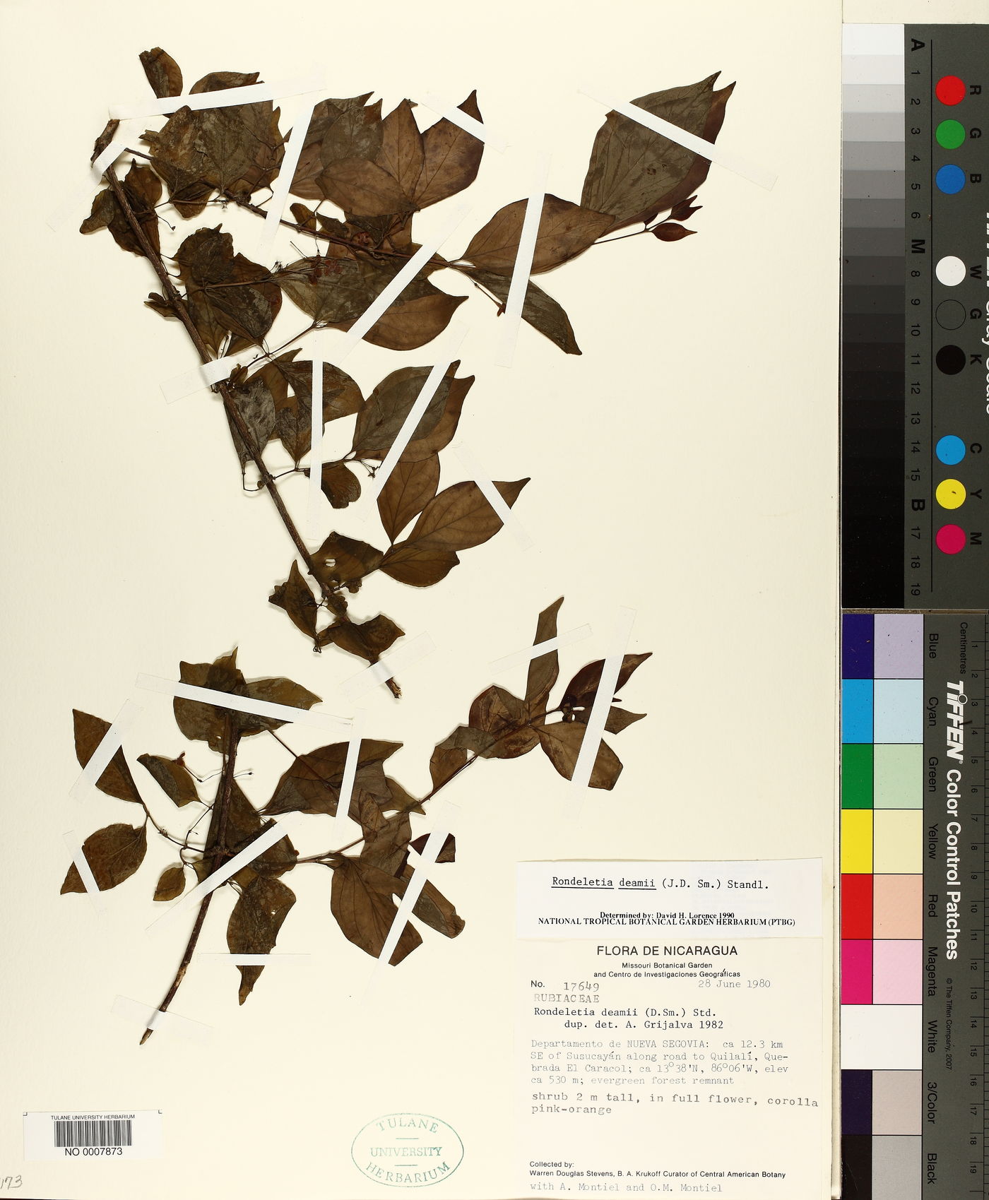 Donnellyanthus deamii image