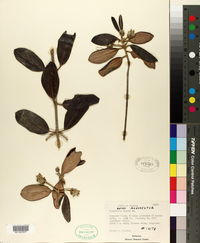 Image of Rondeletia incana