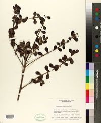 Image of Rondeletia buxifolia