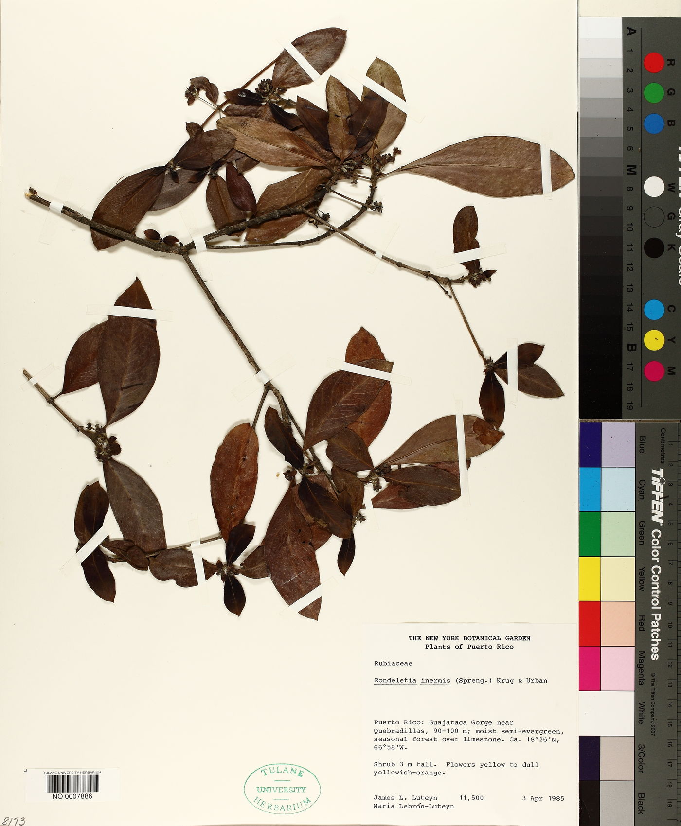 Rondeletia inermis image