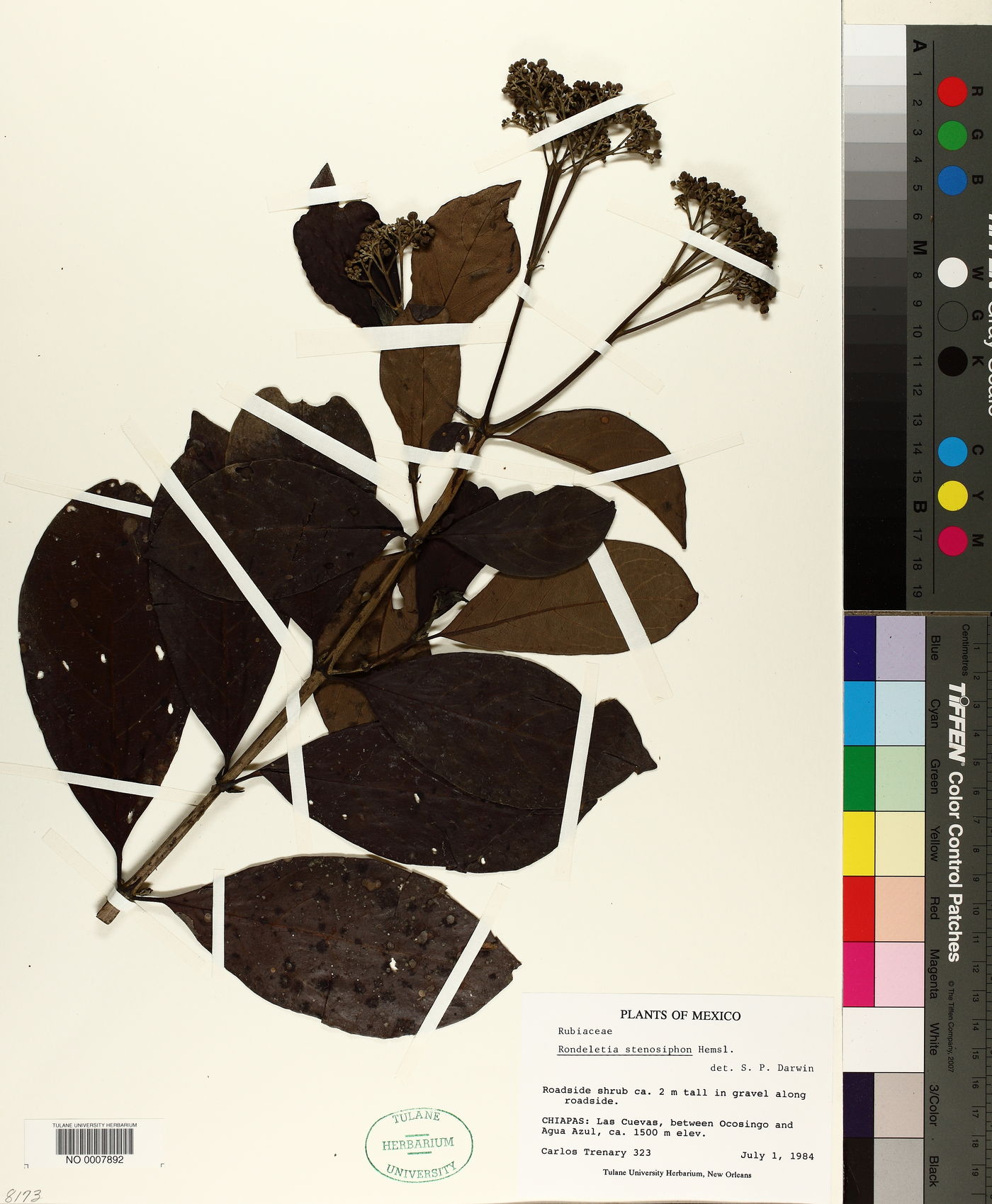 Rogiera stenosiphon image