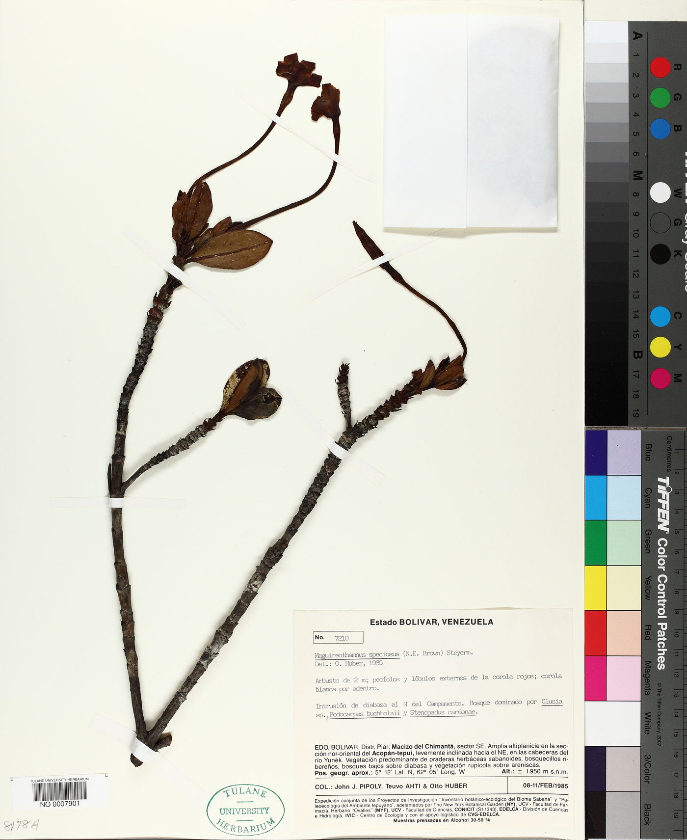 Maguireothamnus image