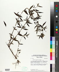 Image of Sipanea pratensis