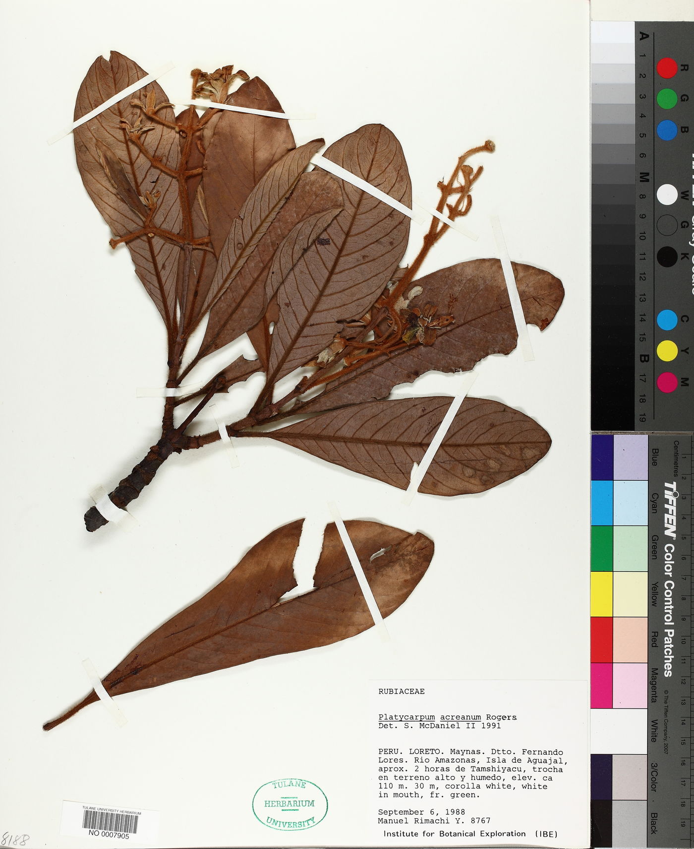 Platycarpum acreanum image