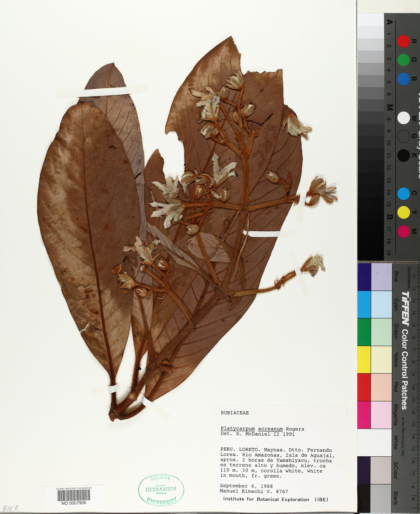 Platycarpum acreanum image