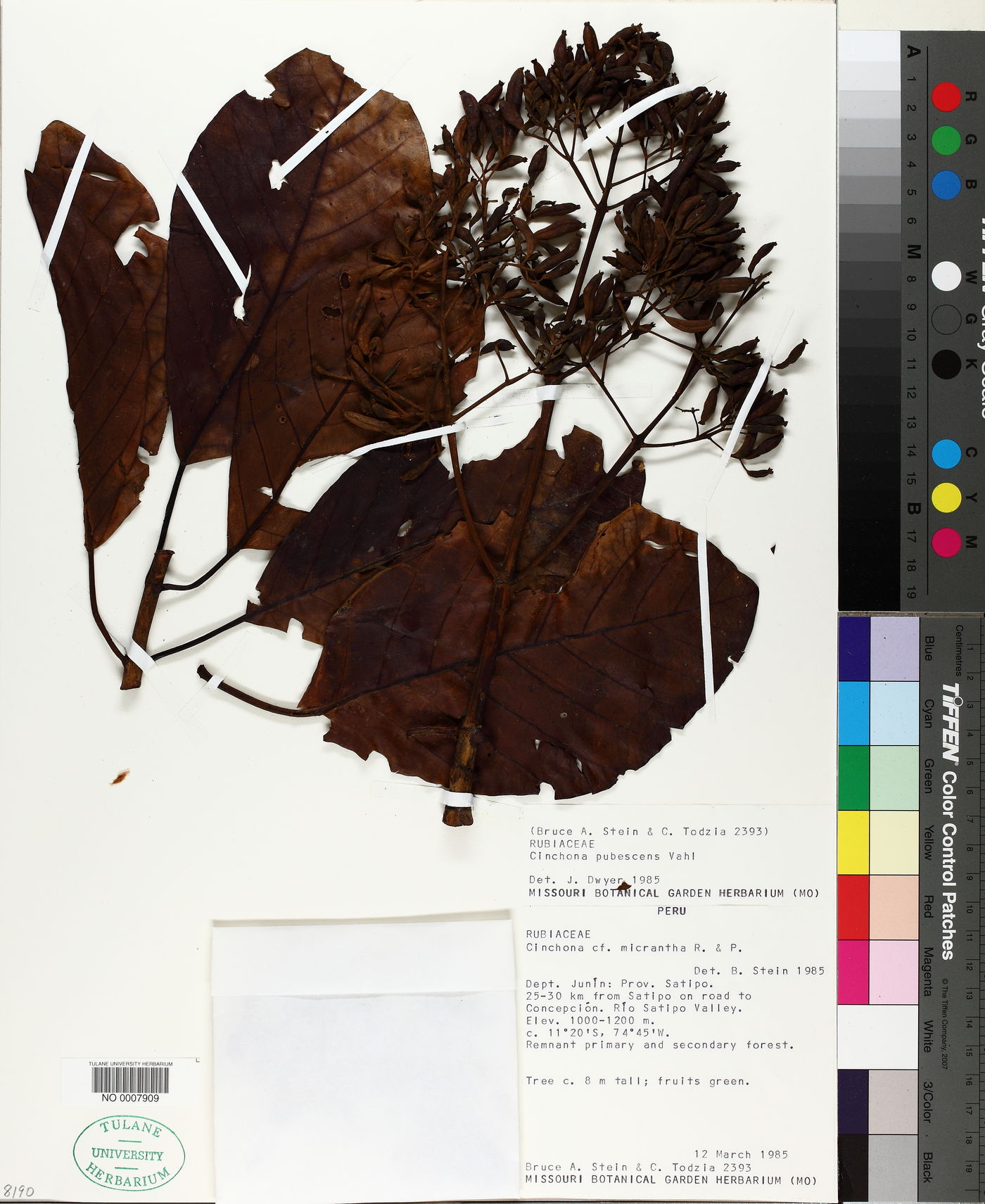 Ladenbergia oblongifolia image