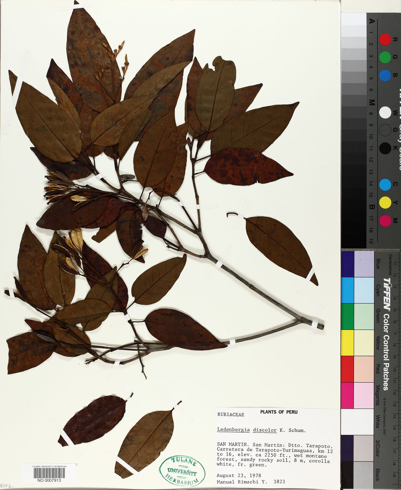 Ladenbergia discolor image