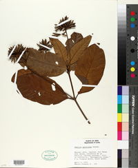 Ciliosemina pedunculata image