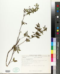 Bouvardia chrysantha image