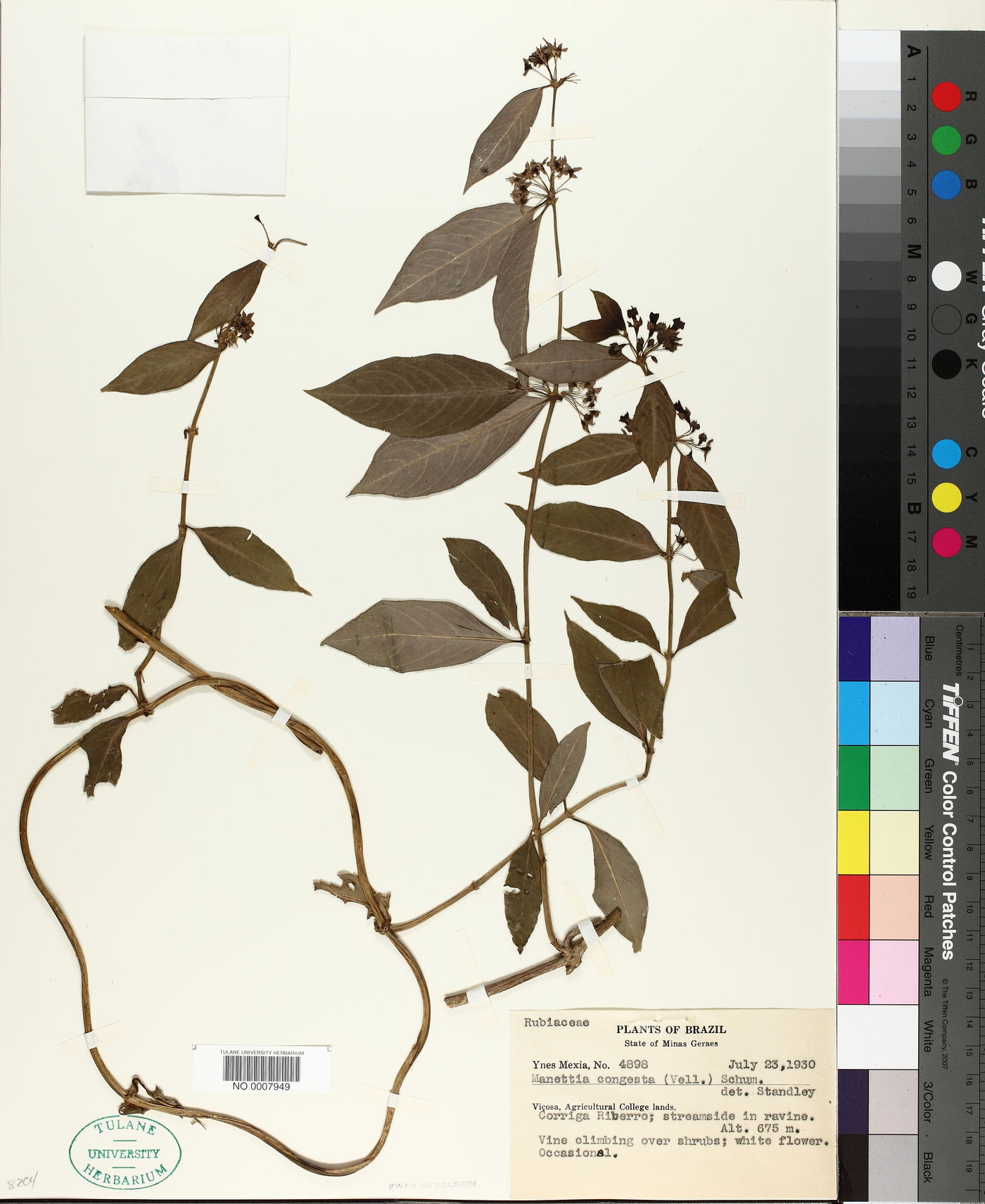 Manettia congesta image